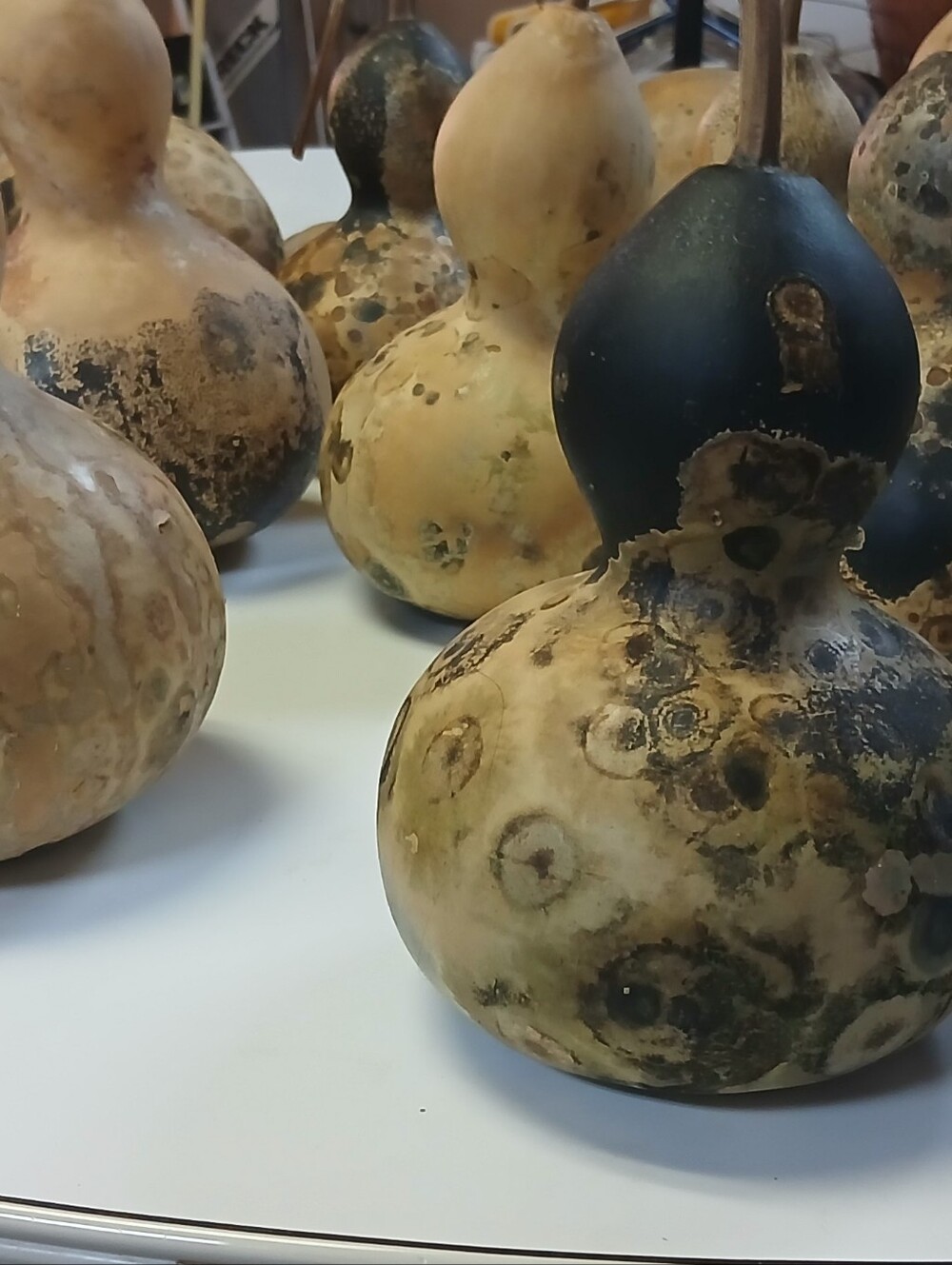 Decorative Natural Dried Gourds - Beige and Brown Home Art - Picture 4 of 10